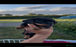 Miniature Dachshund dogs for sale: Dachunds  - Image 4