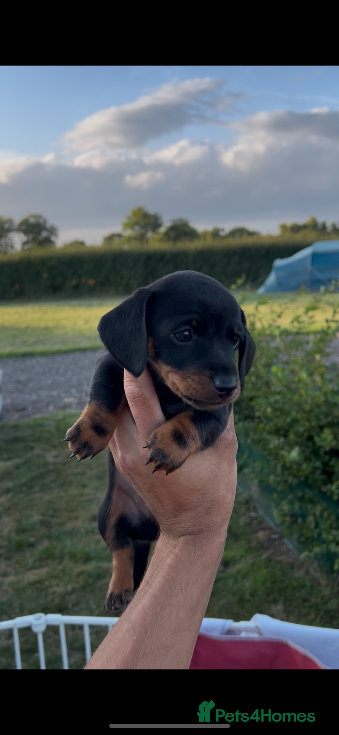 Miniature Dachshund dogs for sale: Dachunds  - Image 4