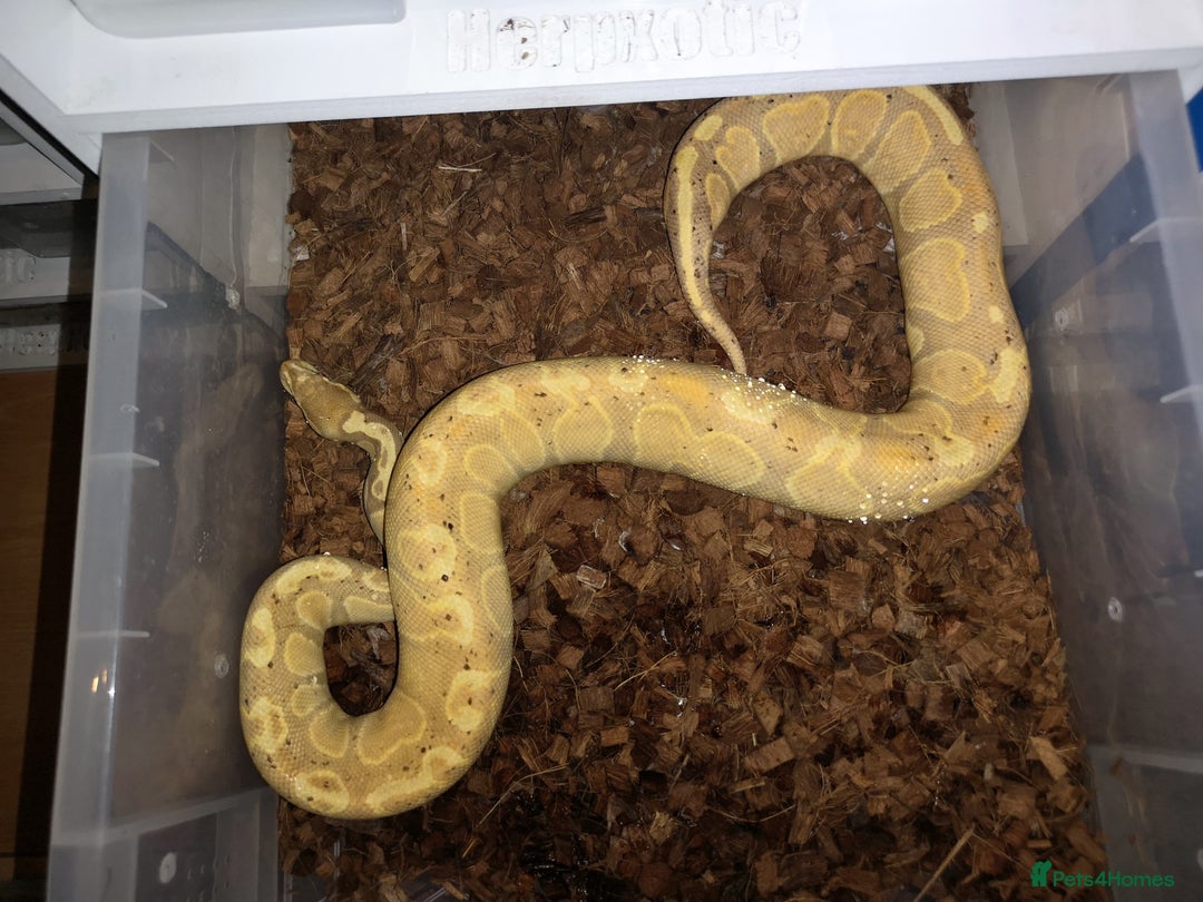 Python Snake reptiles for sale: Various Royal Pythons available  - Advert 4