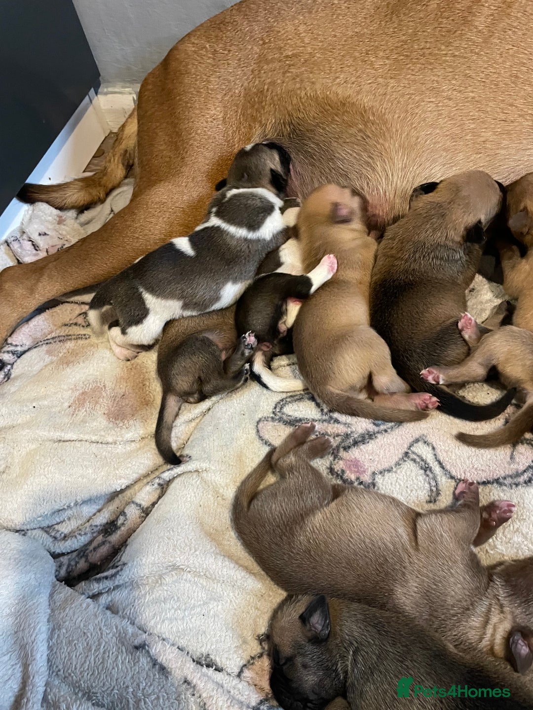 Mixed Breed dogs for sale: Bullsky puppies  - Advert 6