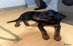 Rottweiler dogs for sale: 1 boy 5 months Rottweiler pup - Image 4