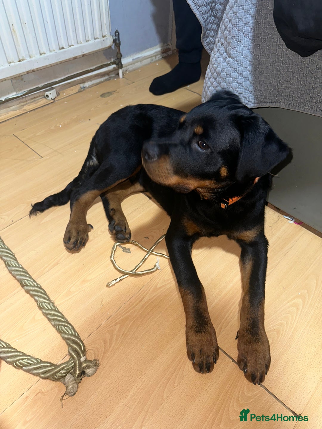 Rottweiler dogs for sale: 1 boy 5 months Rottweiler pup - Image 4