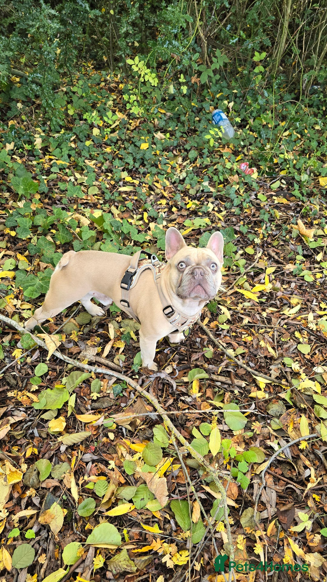 French Bulldog dogs for stud: ✨ FREDDY – ELITE LILAC STUD ✨ - Image 4