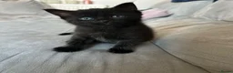 Mixed Breed cats for sale: Kittens ready for loving home 🩷 - Advert 9