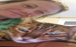 Bengal cats for sale: Bengal 3yr old Queen  - Cheetara  - Image 5