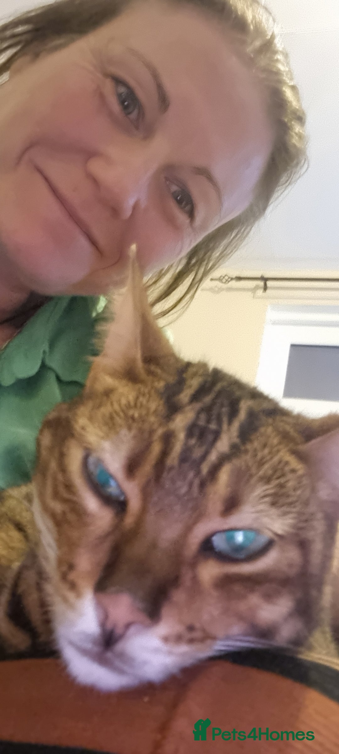 Bengal cats for sale: Bengal 3yr old Queen  - Cheetara  - Image 5