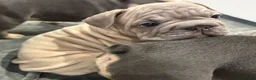 French Bulldog dogs for sale: READY NOW gorgeous velvet French bulldogs - Advert 8