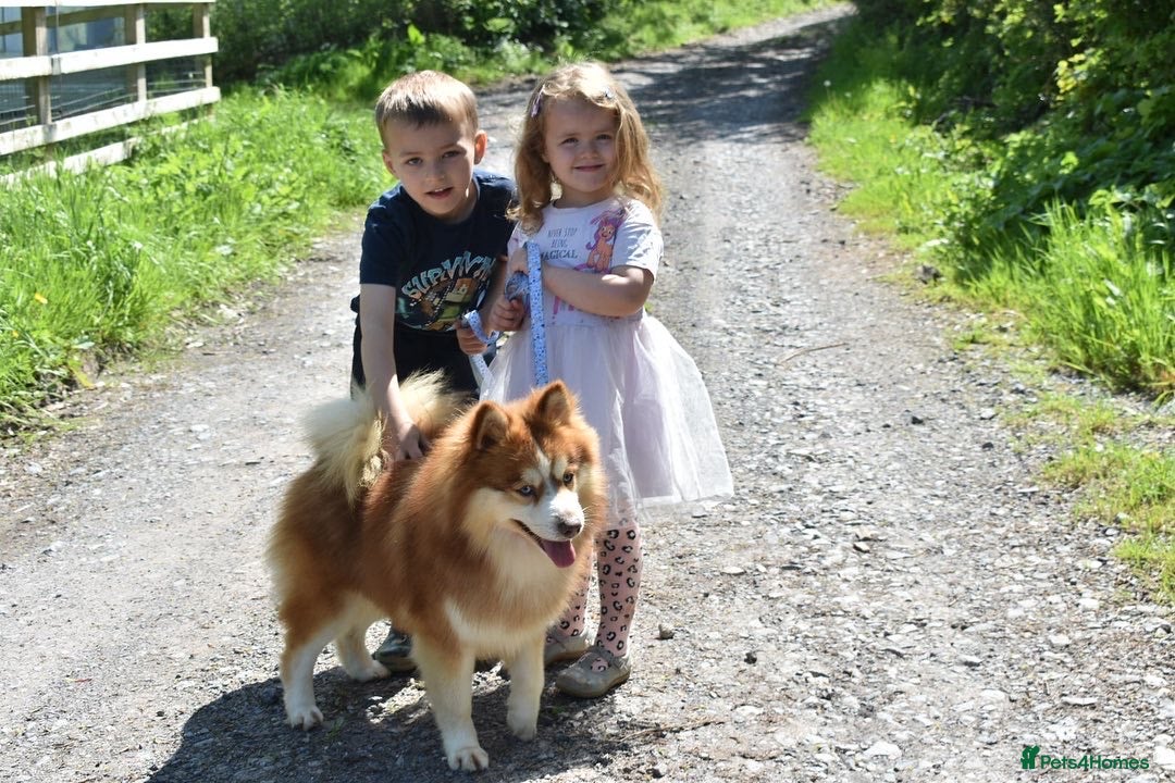 Pomsky dogs American Import Chocolate Pomsky for Stud in Ammanford - Advert 2