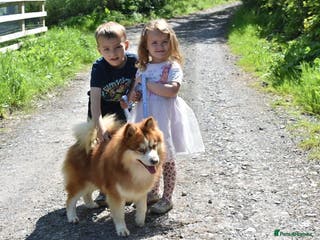 Pomsky dogs American Import Chocolate Pomsky for Stud in Ammanford - Advert 1