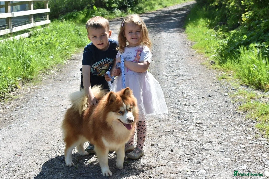 Pomsky dogs for stud: American Import Chocolate Pomsky for Stud in Ammanford - Advert 1