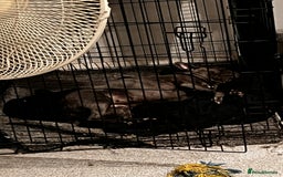 French Bulldog dogs for sale: Frenchie - Image 6