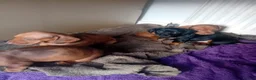 Dachshund dogs for sale: 4 dachshund puppies ! - Advert 7