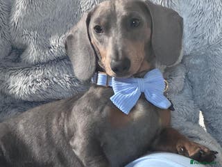 Miniature Dachshund dogs Miniature daschund stud dog. South Lanarkshire in Hamilton - Advert 8