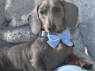 Miniature Dachshund dogs Miniature daschund stud dog. South Lanarkshire in Hamilton - Advert 7