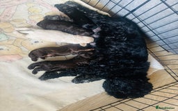 Cockapoo dogs for sale: Beautiful cockerpoos / Yankee doodles - Advert 5