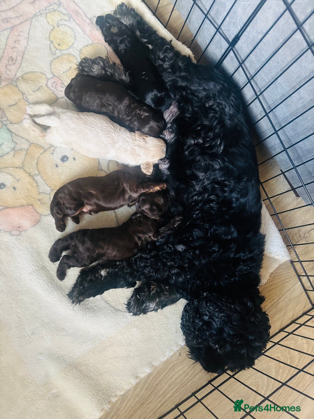 Cockapoo dogs for sale: Beautiful cockerpoos / Yankee doodles - Advert 5