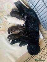 Cockapoo dogs Beautiful cockerpoos / Yankee doodles - Advert 4