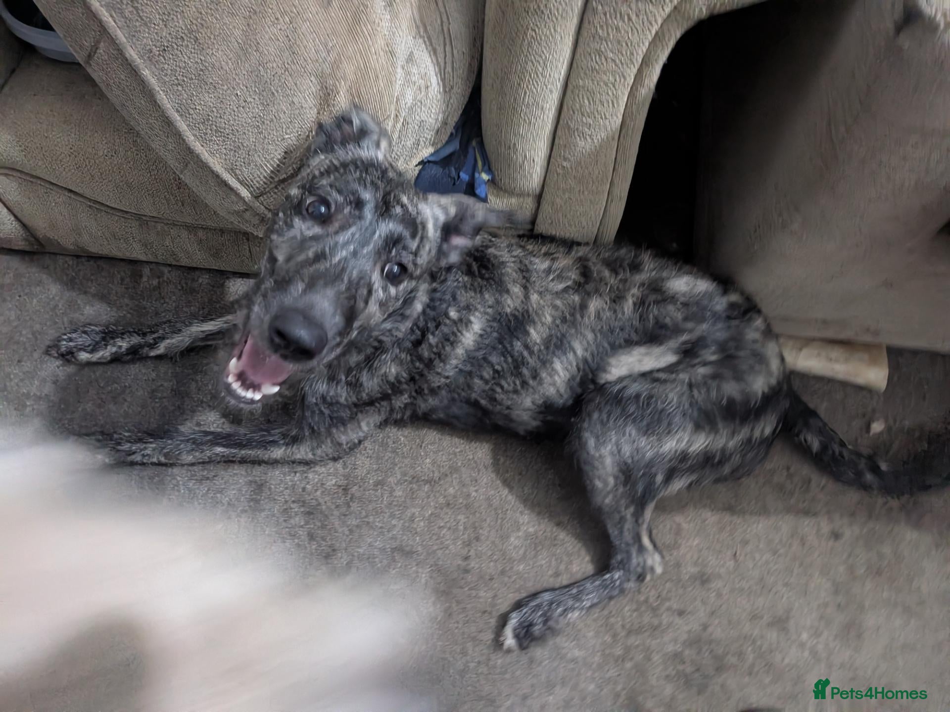 Lurcher dogs for sale: Rogue. Beautiful Working Stock Male Lurcher  - Advert 9
