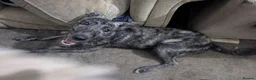Lurcher dogs for sale: Rogue. Beautiful Working Stock Male Lurcher  - Advert 1