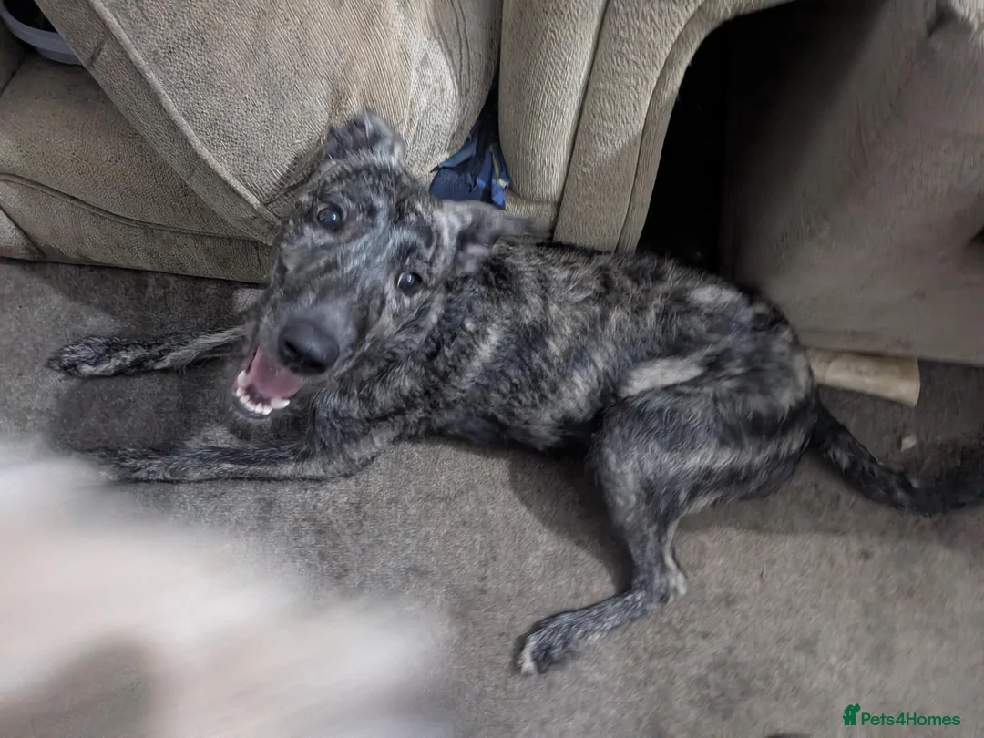 Lurcher dogs for sale: Rogue. Beautiful Working Stock Male Lurcher  - Advert 1