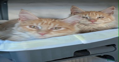 Maine Coon cats - Advert 4