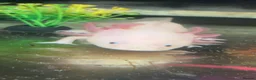 Axolotl reptiles for sale: Dirty leucistic axolotl in Sleaford - Advert 6