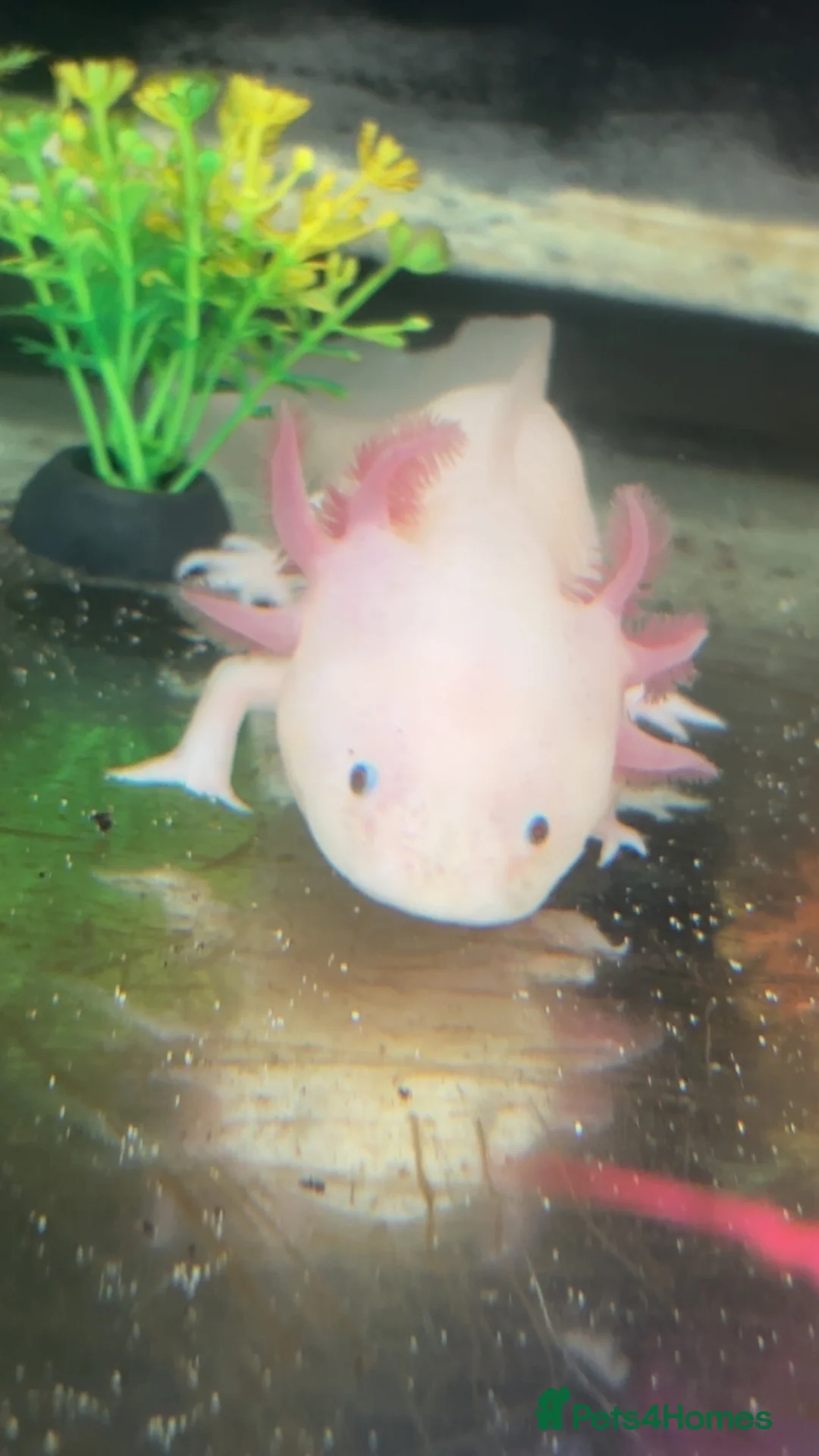 Axolotl reptiles for sale: Dirty leucistic axolotl in Sleaford - Advert 6