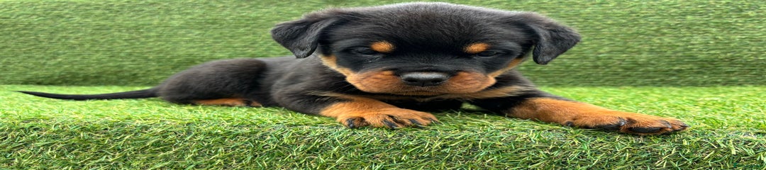 Rottweiler Puppy 3