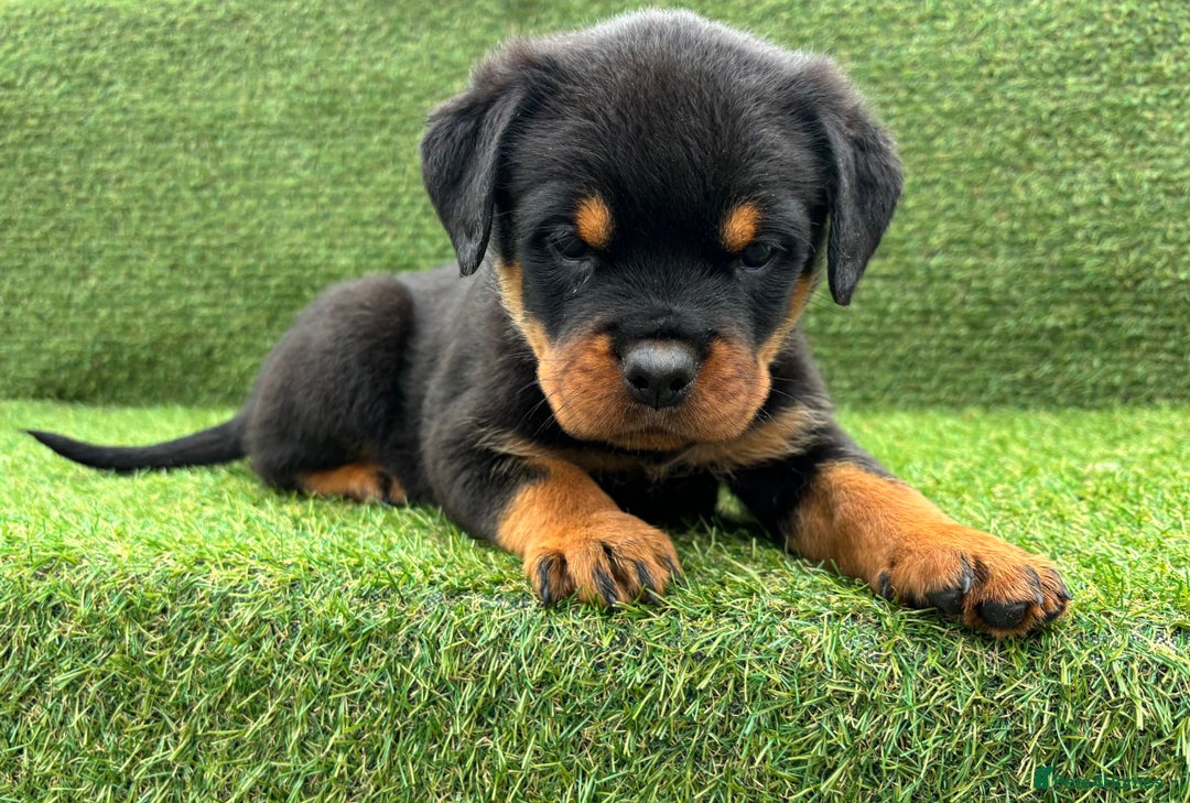 Rottweiler dogs for sale: 🏆Ready to go! By N.1 Stud in the UK METAL!!🏆 - Image 32