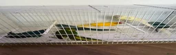 Mixed Breed birds for sale: Kakarikis  - Advert 11