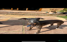 Italian Greyhound dogs for stud: Proven boy available for stud - Image 3