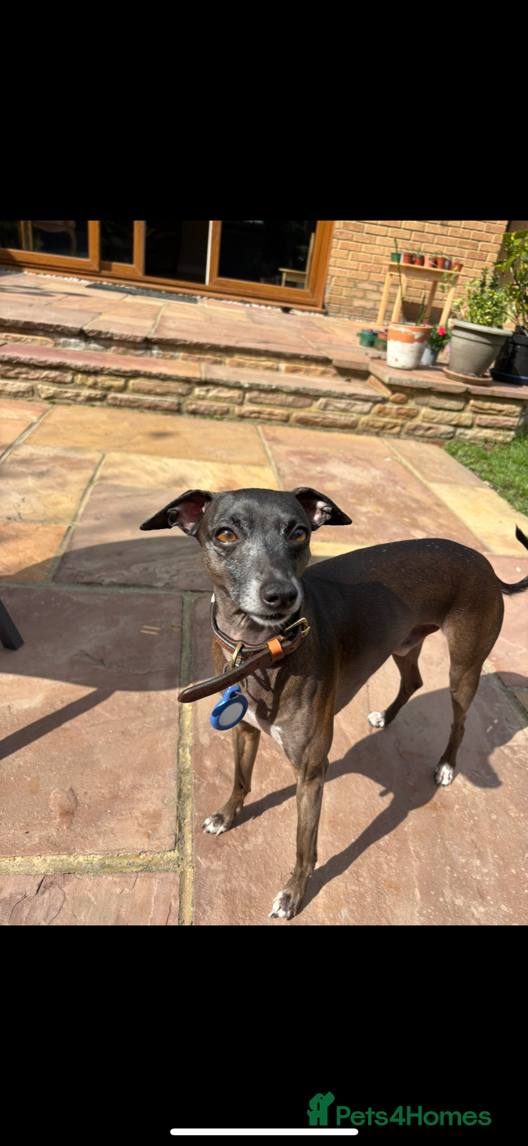 Italian Greyhound dogs for stud: Proven boy available for stud - Image 3