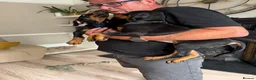 Dobermann dogs for sale: Ready now 1 girl Doberman puppy - Advert 3