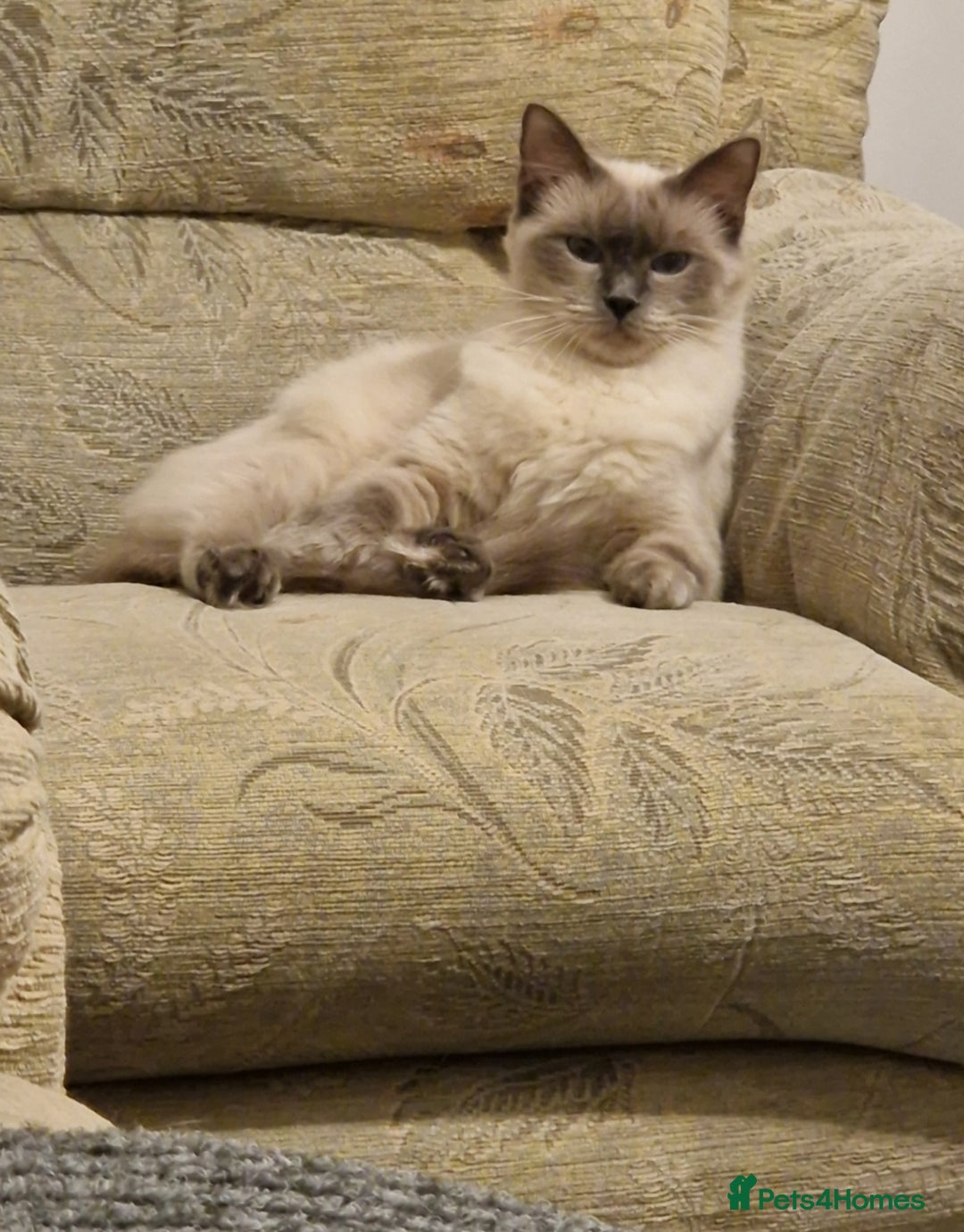 Ragdoll cats for sale: Cute playful ragdoll kittens 😸  - Advert 1