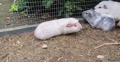 Guinea Pig rodents - Advert 2
