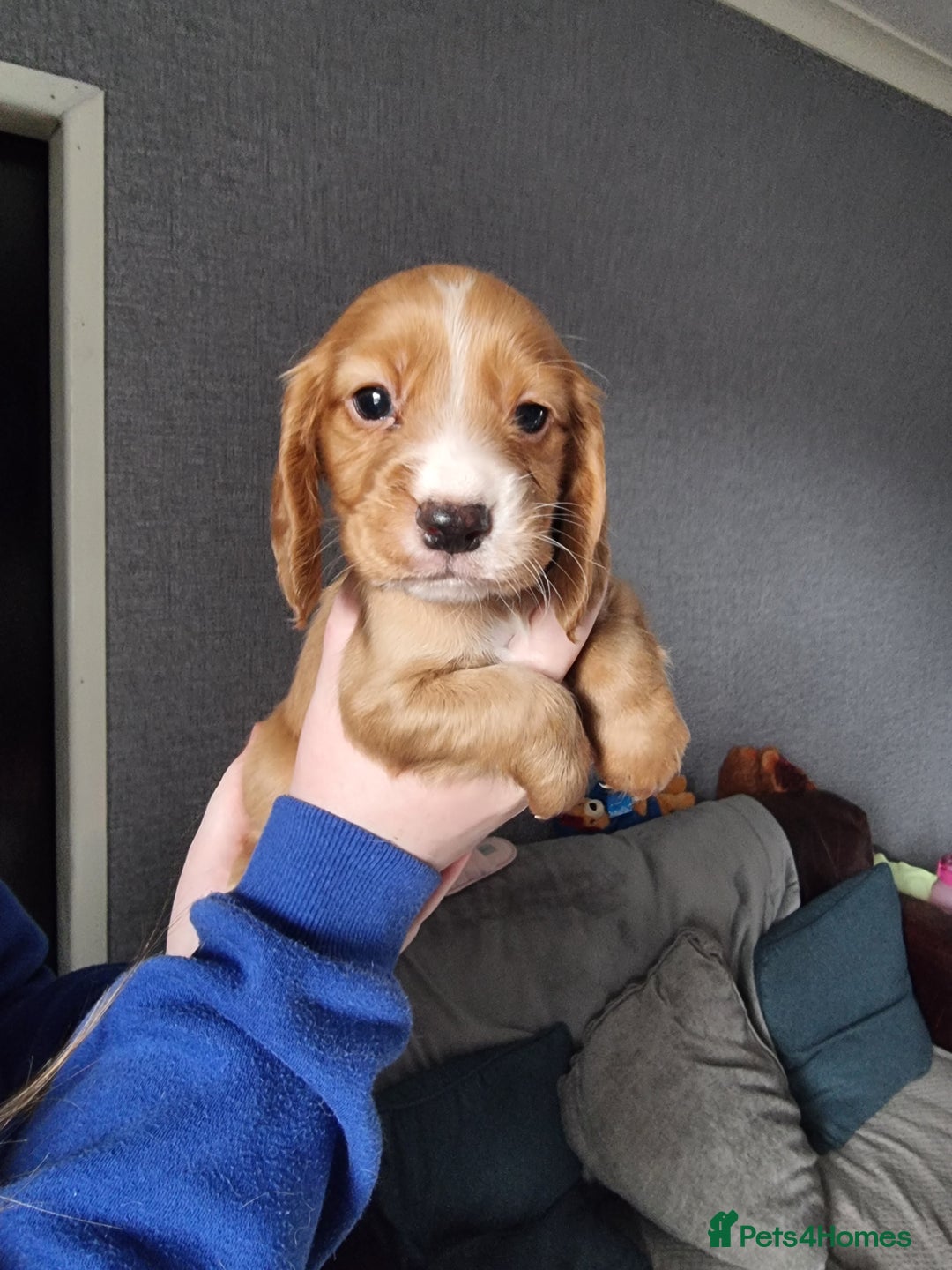 Cocker Spaniel dogs for sale: Boy cocker spaniel  - Image 1