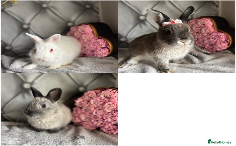Netherland Dwarf rabbits - Advert 15