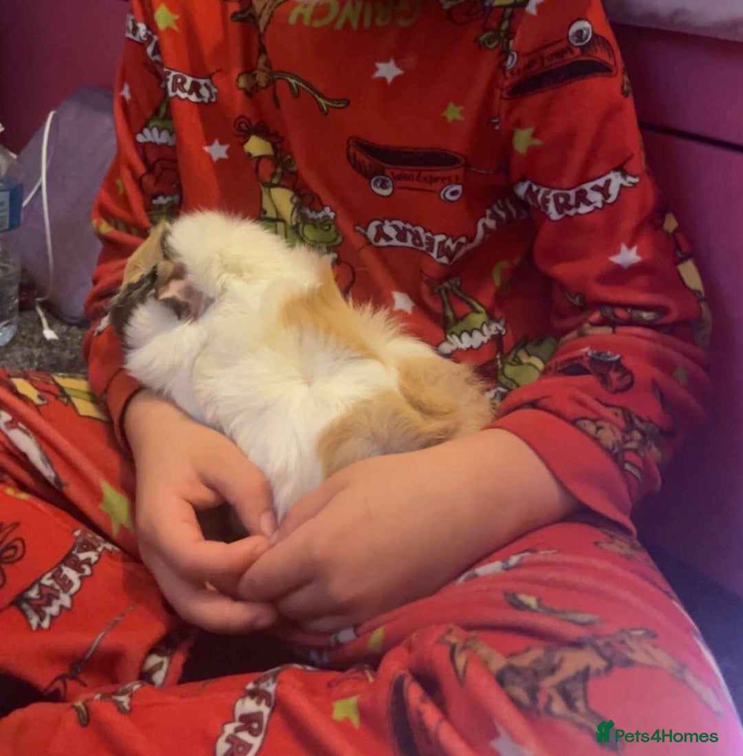 Guinea Pig rodents for sale: Female Guinea Pigs Bonded Need Rehoming - Advert 7