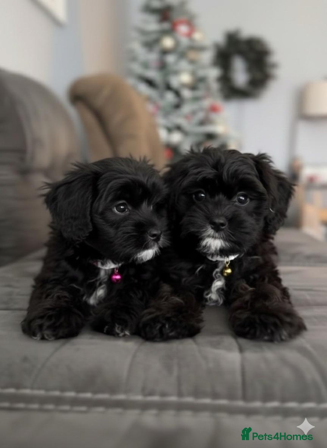 Cockapoo dogs for sale: Cockapoo puppies for sale  - Advert 5