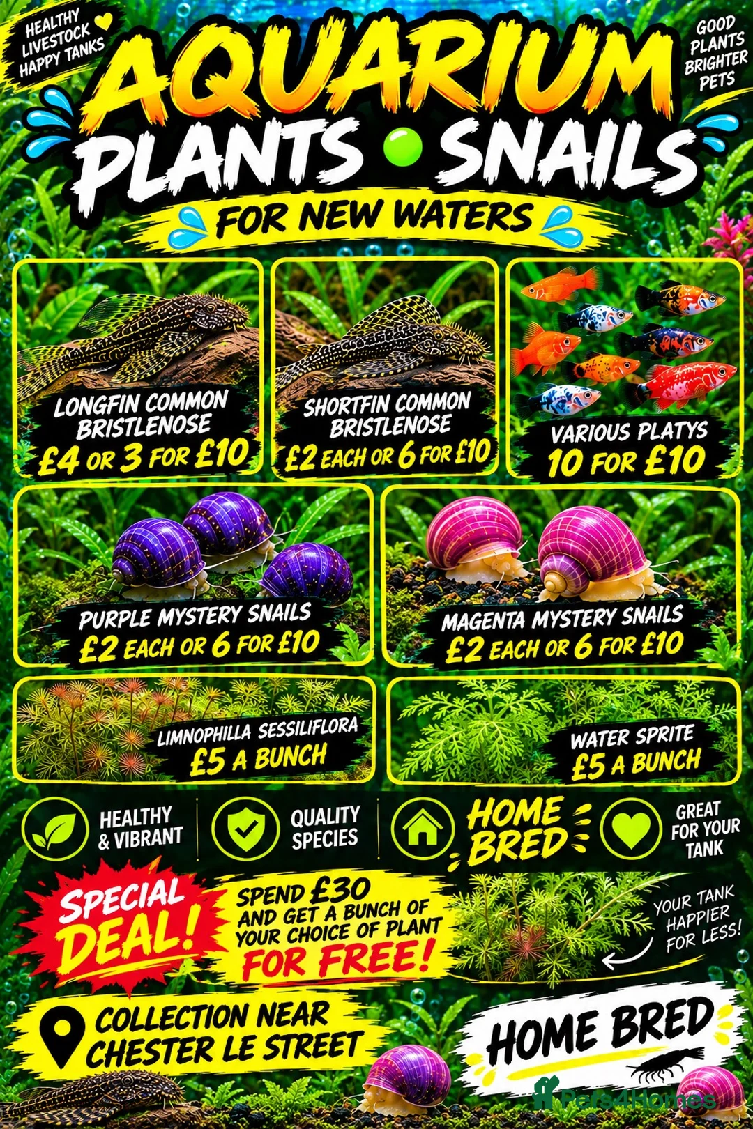 Platies fish for sale: Platys… info 2nd pic - Advert 2