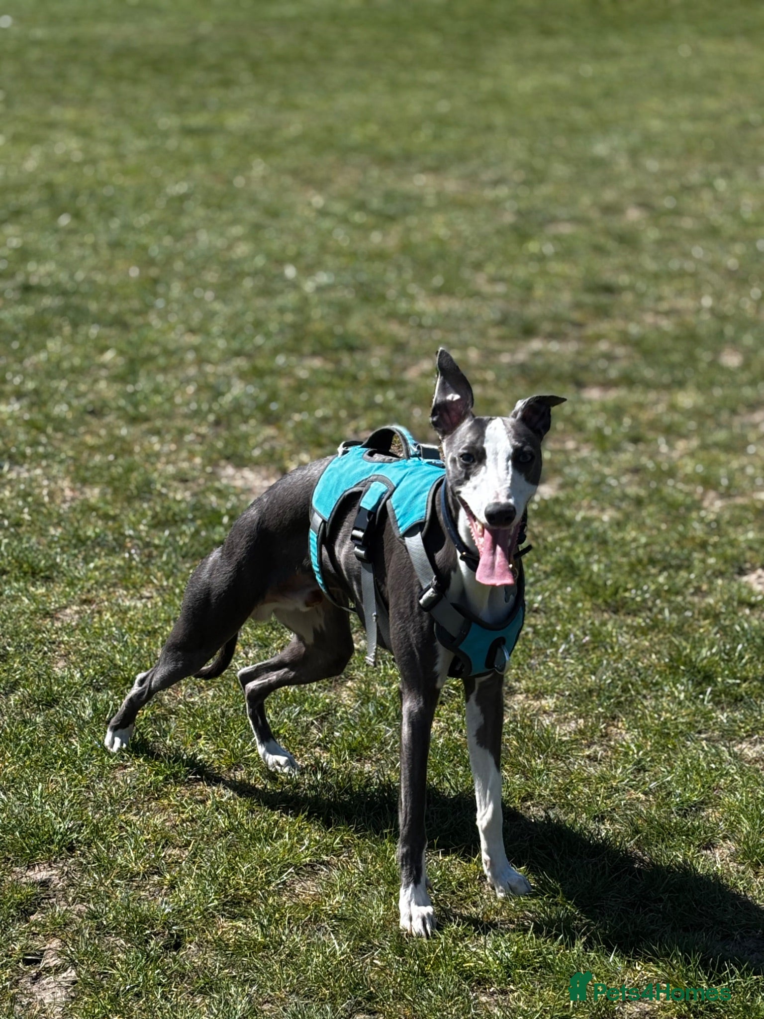 Whippet dogs Gorgeous boy for STUD ONLY  - Advert 1