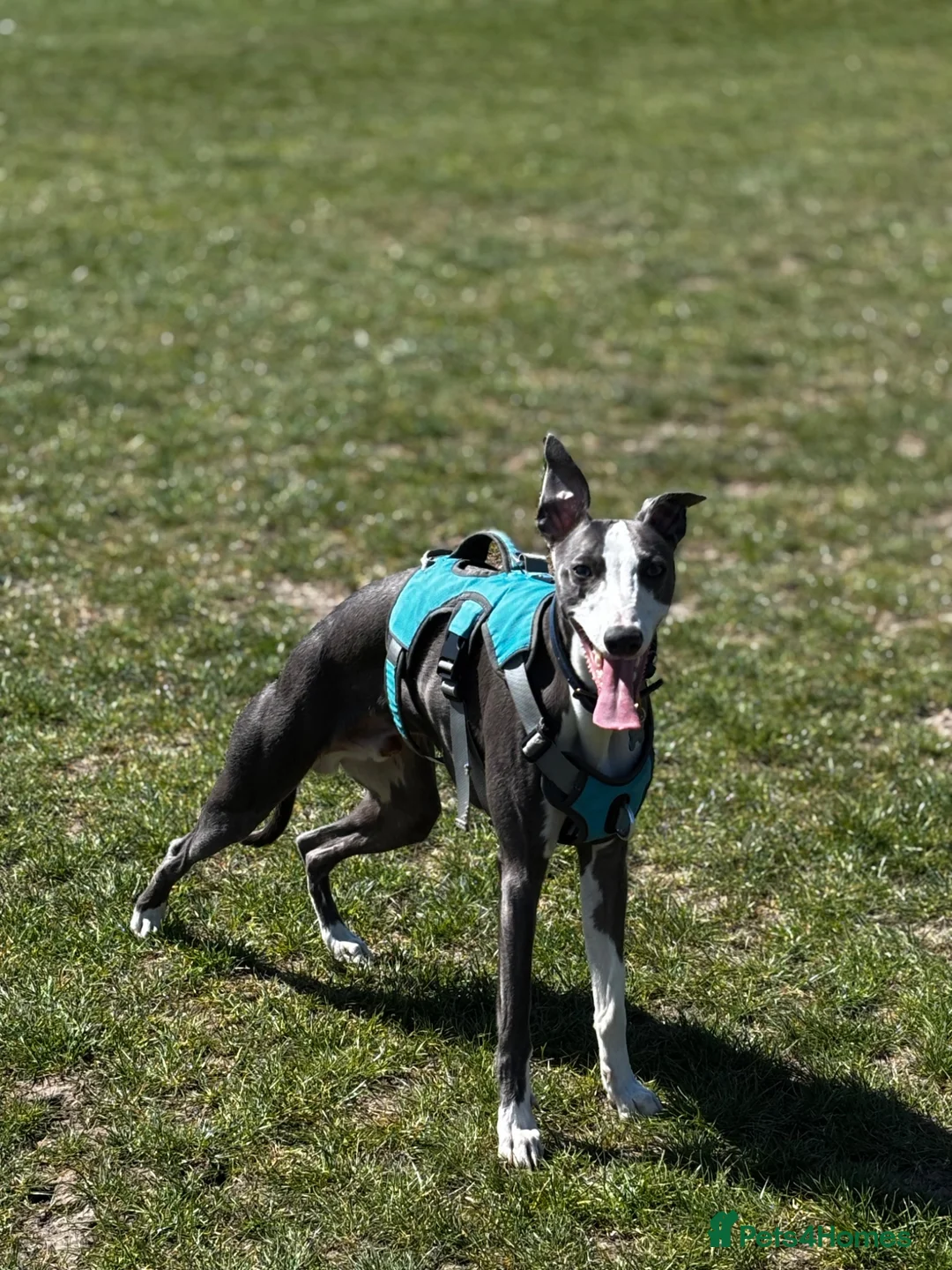 Whippet dogs for stud: Gorgeous boy for STUD ONLY  - Advert 1
