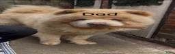 Mixed Breed dogs for sale: Beautiful chowador litter in Hyde - Advert 7