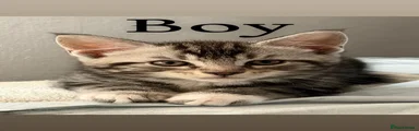 Mixed Breed Kitten 4