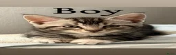 Mixed Breed cats for sale: Maine coon cross breed kitten - Advert 3