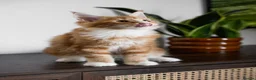 Maine Coon cats for sale: 5 Beautiful Russian Import Kittens TICA - Advert 26
