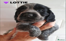 Cocker Spaniel dogs for sale: Stunning Blue/Liver Roan Cocker Spaniels Puppies  - Image 9