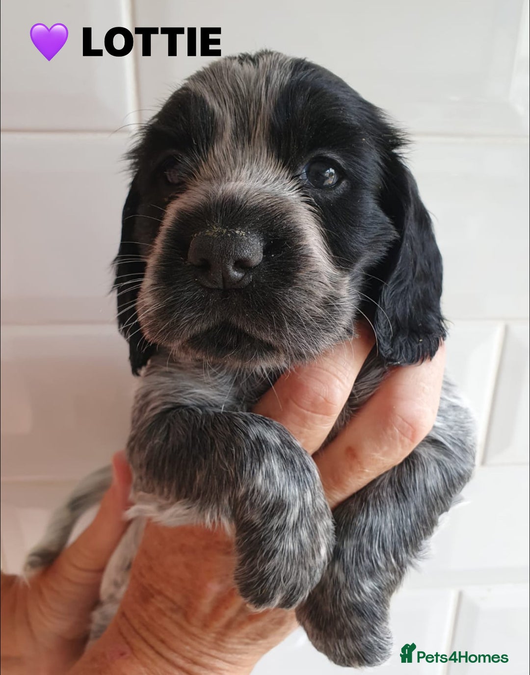 Cocker Spaniel dogs for sale: Stunning Blue/Liver Roan Cocker Spaniels Puppies  - Image 9