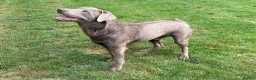 Labrador Retriever dogs for stud: Championship lines, KC silver lab stud 0.0% COI in Cambridge - Advert 2