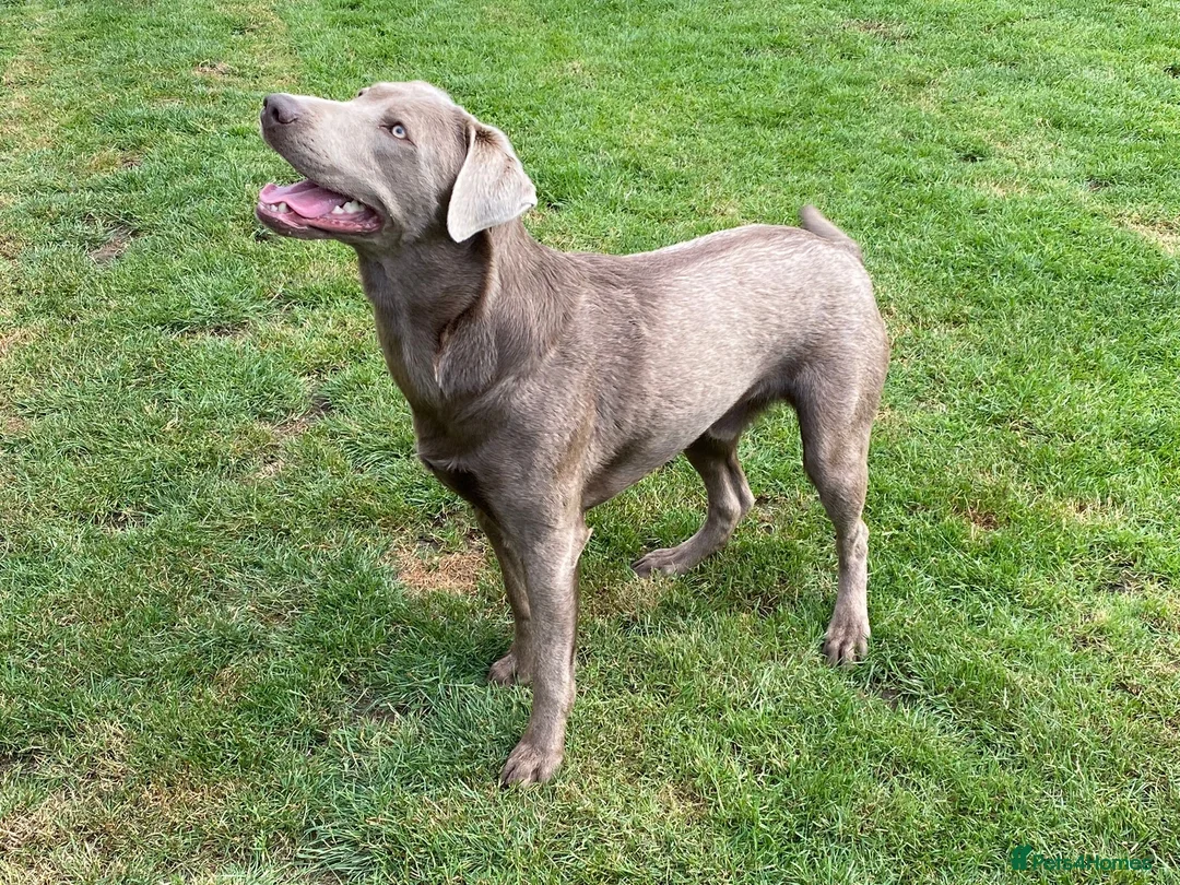 Labrador Retriever dogs for stud: Championship lines, KC silver lab stud 0.0% COI in Cambridge - Advert 2